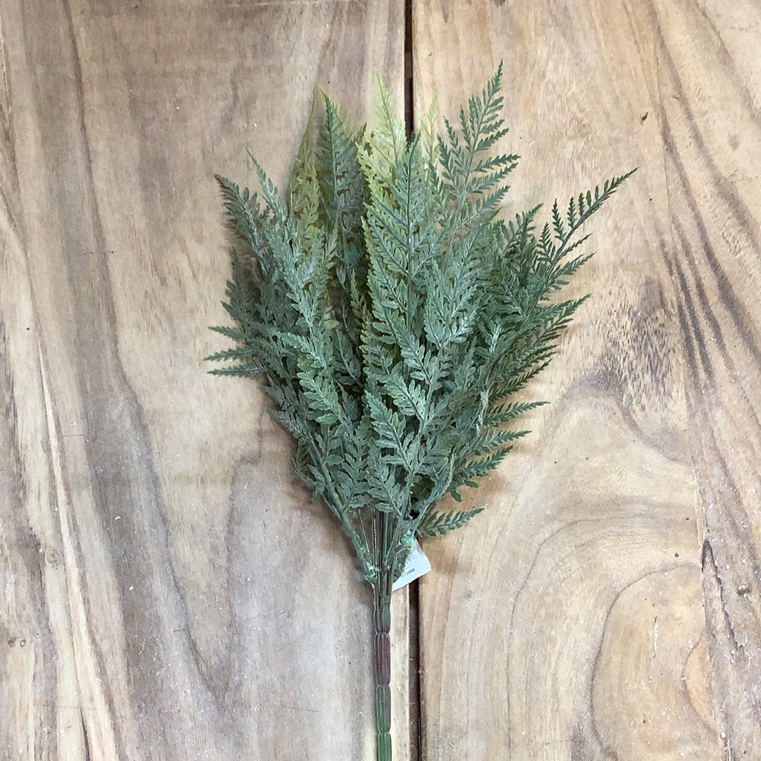 Leather leaf fern bush