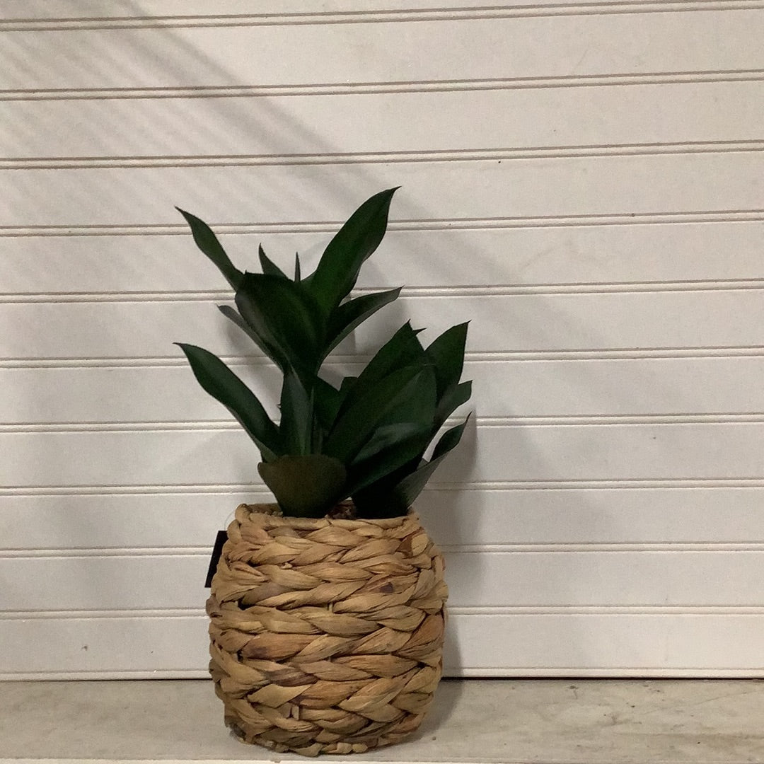 Tropical Plants in Woven Baskets | 3 Assorted