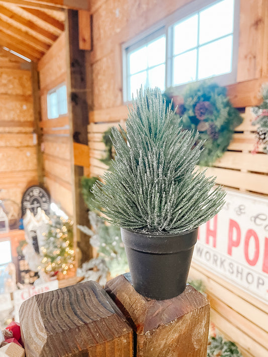 Sparkling Frosted Pine Tree in Black Pot | Small