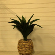 Tropical Plants in Woven Baskets | 3 Assorted