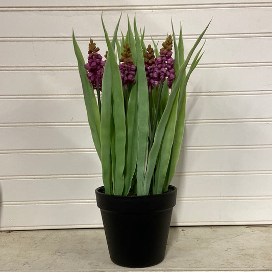 Potted Hyacinthus